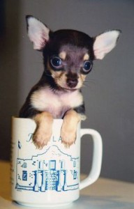 teacup dogs, teacup chihuahua