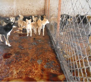 dog farm, dog meat production