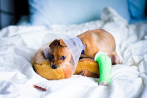 teacup dogs, dog bone fracture