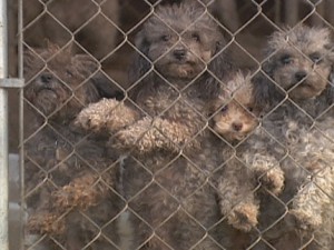 illegal breeders, illegal dog breeders, illegal dog breeding, help animals