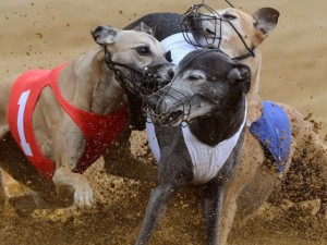 race dogs, cruelty to animals