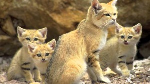 Sand Cat; wildlife protection; endangered species