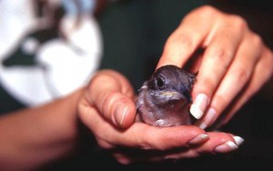 community volunteer; wild animals; wild life protection