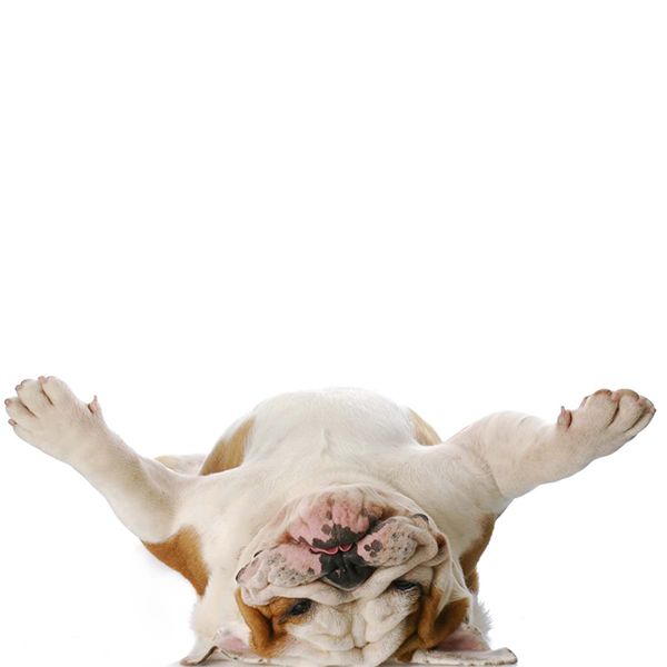 bulldog-belly